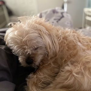 Meet your Posher, Nancy